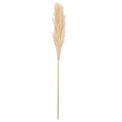 Beauty Home Αποξηραμένο κλαδί Pampas Εκρού 1,00 – 1,10 m